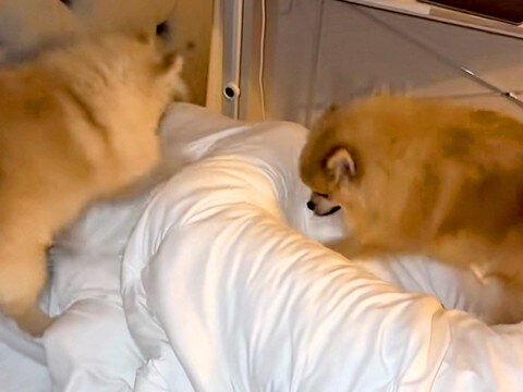 朝、ポメラニアンたちに『パパを起こして』とお願いした結果→絶対に目覚めてしまう『まさかの行動』が104万再生「天国やん」「幸せすぎる朝」