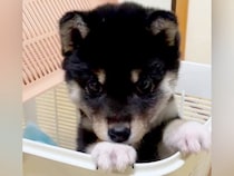 赤ちゃんの頃は『カゴに入れるサイズだった犬』→３歳になった結果…想像を超える『ビフォーアフター』に反響「どっちも可愛い」「1年って早い」