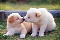 犬が顔をなめる本当の理由とは？愛情表現だけじゃない？！