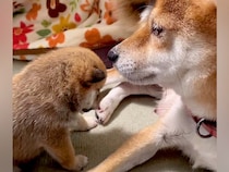 母犬に寝かしつけされる赤ちゃん犬→限界を迎えてしまい…ずっと見ていたい『人の子どものような行動』が169万再生「尊すぎる」「癒された」