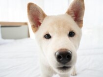 犬が『信用していない人』にする行動４選