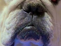 ２日間はなればなれだった犬のもとへ帰宅→『飛び跳ねて喜ぶかな』と思ったら…予想を裏切る『まさかの対応』に爆笑「待ちくたびれたのかも」