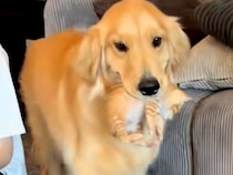 赤ちゃん猫が大好きな大型犬→来客があった時に…まるで『母親』のような行動が151万再生「うちの子可愛いマウントｗ」「優しいお顔」と反響