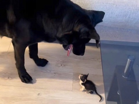 コンビニで保護された赤ちゃん猫→大型犬が初めて顔を合わせたら…愛おしすぎる『優しい世界』が39万再生「もう愛情湧いてる」「ずっと見たい」