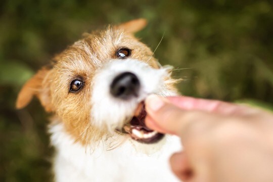 犬に『ご褒美』をあげない方がいい3つのタイミング　避けるべき理由や適切な与え方まで