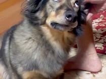 おばあちゃんが保護犬の耳掃除をした結果→上目遣いになったと思ったら…まるで『アニメのような表情』が17万再生「ガン飛ばしてて草」「最高」