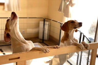 ケージの中で立ち上がる2匹の犬