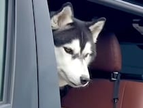 お出かけ後、パパが車から大型犬を降ろそうとしたら…まるで赤ちゃんのような『ワガママすぎる行動』が38万再生「甘えん坊で可愛い」と絶賛