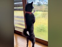 外を見ている秋田犬→人間が隣に来た結果…脳がバグる『想像以上のデカさ』が137万再生「思ってた倍の大きさで草」「AIかと思ったｗｗ」