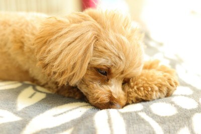 眠そうにうとうとする犬