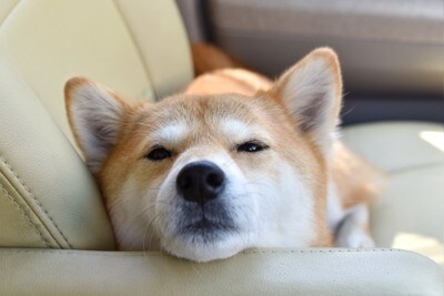 眠そうに見つめる柴犬