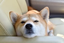 睡魔と戦っている犬がみせる仕草や行動５選　熟睡できない理由や安心して寝てもらうためにすべき配慮まで