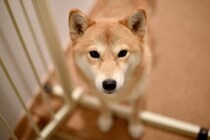 『犬の置物』を玄関に置かない方がいい理由2選　なぜ良くないの？室内のおすすめな置き場所まで