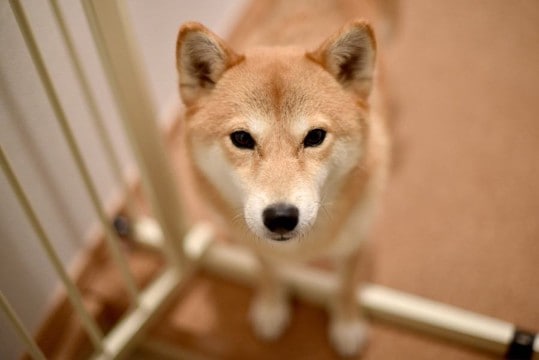 『犬の置物』を玄関に置かない方がいい理由2選　なぜ良くないの？室内のおすすめな置き場所まで