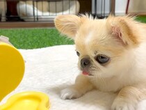 『回すとオヤツが出てくるおもちゃ』を２匹の犬に遊ばせた結果…あまりにも『真逆すぎる反応』が話題「いいコンビ」「個性しっかり出てる」