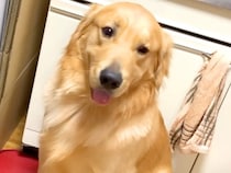 お父さんが『お手』と言うと神対応をする大型犬→お母さんが試した結果…差がありすぎる『態度の違い』が431万再生「感情出し過ぎで草」