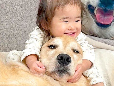 1歳の女の子が大型犬を愛しすぎた結果→激しい愛情表現をしてしまい…あまりにも尊い『寛大すぎる対応』が14万再生「優しい」「幸せいっぱい」