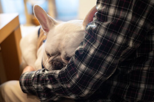 犬が飼い主に『抱っこ』をおねだりする理由5つ　愛おしすぎる心理から応え方の注意点まで