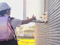 小学校に行く女の子→秋田犬がお見送りとお出迎えをしてくれて…愛情のこもった『日常の風景』に反響「幸せ過ぎる」「大好きなんだ」と5万再生