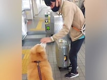 大型犬が『大好きなお兄ちゃん』を駅までお見送り→改札を通った瞬間に…あまりにも切ない『後ろ姿』が41万再生「泣いた」「なんて健気な…」