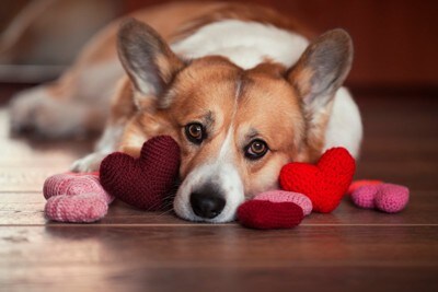 ハートに囲まれる犬