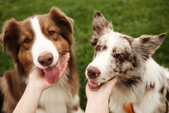 犬の『性別』を見分ける方法４選　見た目や性格の違い、お世話で異なる点まで解説