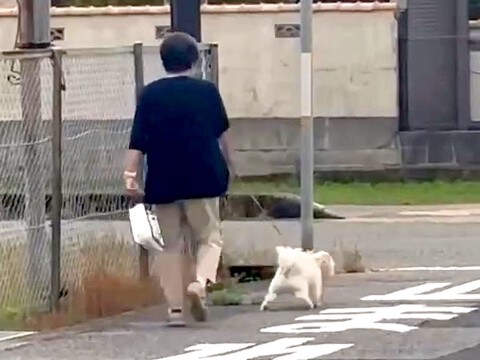 おばあちゃんが『犬の散歩中に立ち話を始めた』結果…後ろからでも分かる『ブチギレた光景』が219万再生「メッチャ怒ってて草」「プンスカｗ」