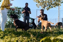 気が付けば犬一色の生活に？『愛犬家あるある』8選　ついやりがちな行動から気をつけたいことまで