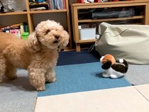 ２匹の犬に『動く犬のおもちゃ』を見せた結果…思った以上に正反対な『まさかの反応』に爆笑「お姉ちゃん頼もしい」「おもちゃの動きｗｗ」