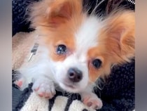 亡くなった犬を想い、泣き続けた女性→ふと子犬を見つけて…涙が止まらない『感動のストーリー』が27万再生「素敵なお話」「運命的な出会い」