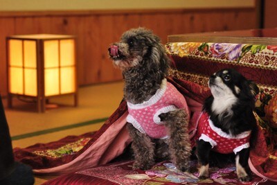 コタツに入る二匹の犬