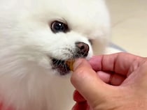 優しい性格の犬が『飼い主の手を噛んでしまった』結果…許さざるを得ない『謝り方』に悶絶「こんなのたまらない…」「上目遣いが可愛すぎる」