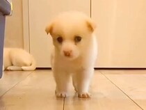 兄弟のうち『１匹だけ大きくならない子犬』を保護→大切に見守り育てた結果…まさかの『泣ける展開』が28万再生「なんて愛しい」「尊い」