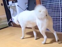 亡くなったお友達のニオイをたどる犬→いつもの場所に姿はなくて…涙が止まらない『お別れの光景』が10万再生「探してる…」「胸が熱くなる」