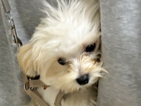子犬の散歩のために上着を羽織った結果→『置いて行かれる』と勘違いして…『まさかの行動』に10万いいね「本当にほっこりした」「可愛すぎる」