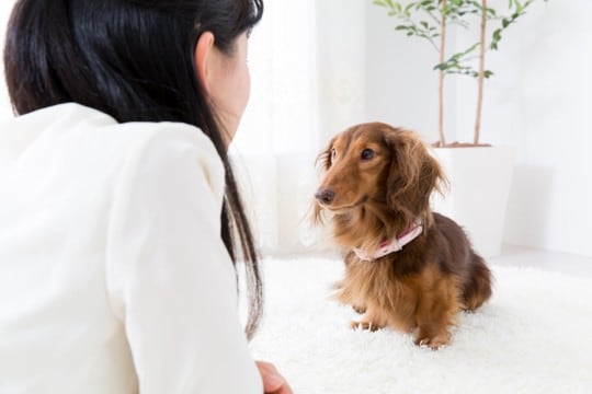 犬が飼い主に『話しかけている』サイン５選　どんな行動を見せるの？上手にコミュニケーションを取るコツまで
