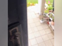 外で遊んでいた２匹の犬→『なんか騒いでいるな』と様子を見に行ったら…お利口さんな『賢い行動』が12万再生「可愛い」「楽しそう」の声