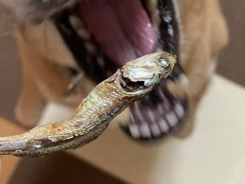 犬に『にぼし』をみせた結果→ホラー映画のような『まさかの表情』に4万いいね集まる「反応違いすぎる」「恐竜かな？」「こわ可愛いｗ」と絶賛