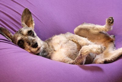 ヘソ天して眠る犬