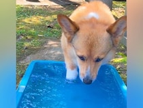 水遊びをする犬→『気持ちよさそうだな』と思っていたら…想定外すぎる『悲劇的な光景』が10万再生「爆笑した」「可愛いから許すｗｗ」と反響