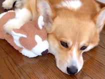 お姉ちゃんが小学校へ登校→数分後、寂しさが爆発してしまった犬が…『健気で可愛すぎる行動』に19万再生の反響「たまらない」「なんていい子」