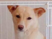 知人に『さみしそうな顔をしてる』と言われた保護犬→愛情を注いだ結果…４年後の『ビフォーアフター』に感動の声「幸せそう」「いいお顔」