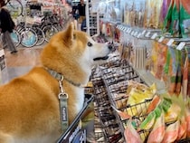 犬と一緒にホームセンターへ→『オヤツコーナー』を見せたら…わかりやすすぎる『子供のような反応』が97万再生「選んでるｗ」「最高の笑顔」