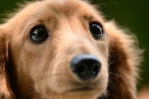 愛犬がわがままになる4つの甘やかし行為