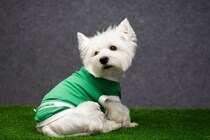 犬が苦手に感じている『NGアイテム』5つ　嫌がる原因から飼い主にできる対策術まで