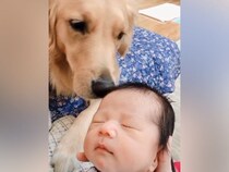 生後まもない赤ちゃんと大型犬が一緒に過ごした結果…『まるでお姉ちゃんのような行動』の数々が13万再生「ステキな家族」「うるっとしちゃう」