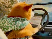 柴犬が運転する車で紅葉ドライブ→ハンドルを握る姿が…想定以上に『貫禄ある光景』が13万表示「ベテランドライバー感ｗ」「助手席に乗りたい」