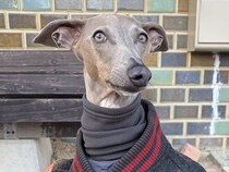 犬が寒そうだったので『人間の上着』を羽織らせた結果→まさかの『カッコ良すぎる姿』に2万いいね集まる「想像以上だったｗ」「オシャレ男子」