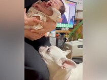 家に来た赤ちゃんを見た犬→想像以上に嬉しそうで…心の底から癒される『はじめましての光景』に反響「面倒見たいんだろうね」「見守りお願いね」