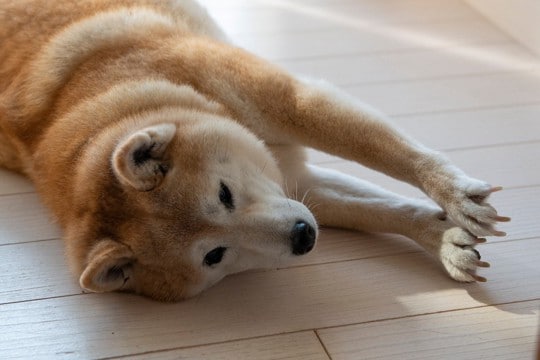 犬が『ぐーんと伸びをする』心理4選　主な理由やしきりに体を伸ばすときの危険な病気まで